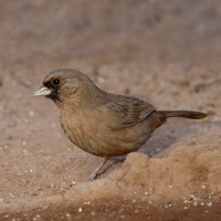Abert's Towhee